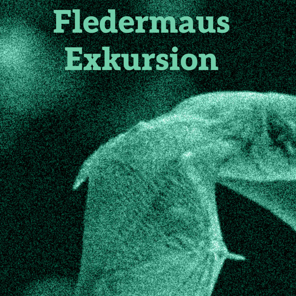 Fledermaus Exkursion